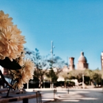 Els arbres dels Jardinets de Can Fabra ja han florit / DGM