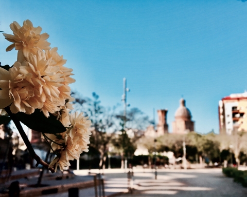 Els arbres dels Jardinets de Can Fabra ja han florit / DGM