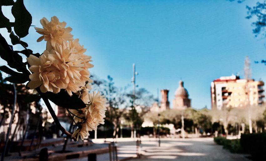 Els arbres dels Jardinets de Can Fabra ja han florit / DGM