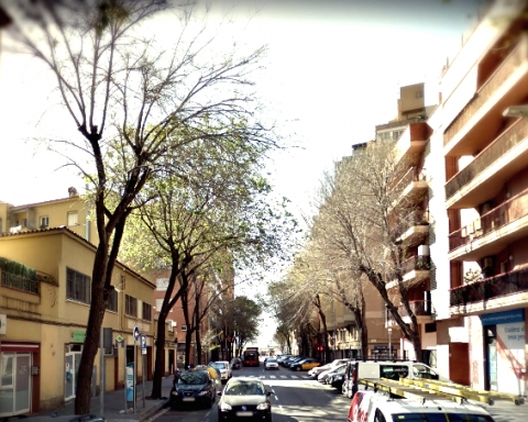 Carrer segre plaga insectes