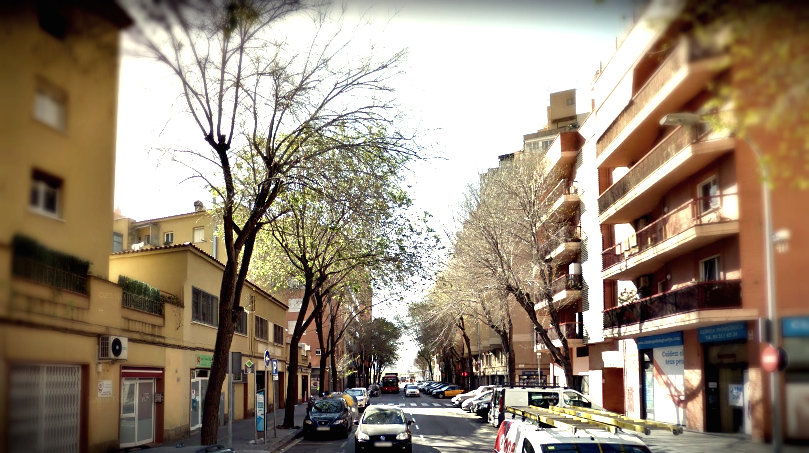 Carrer segre plaga insectes