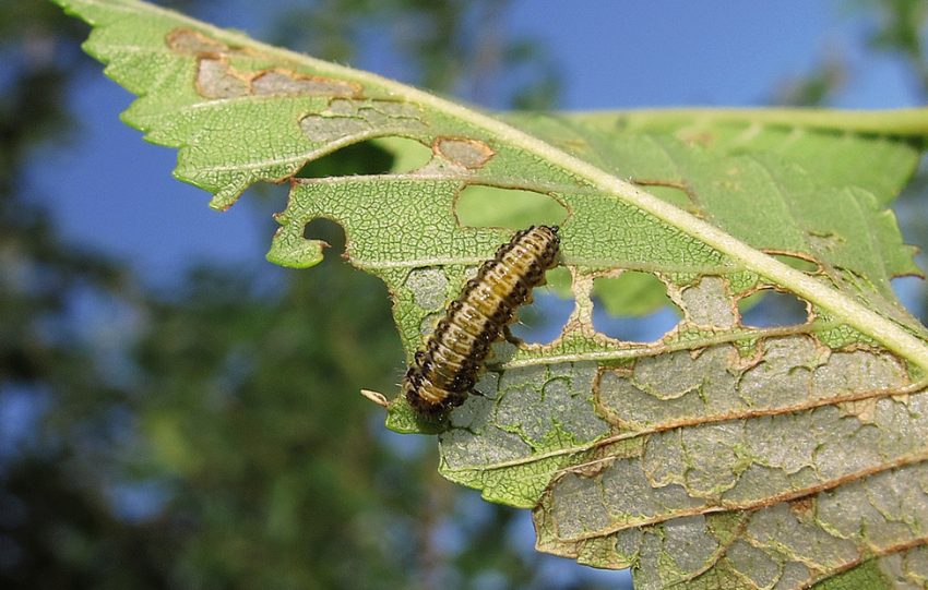 Larva de Galercua de l'Om / FLICKR