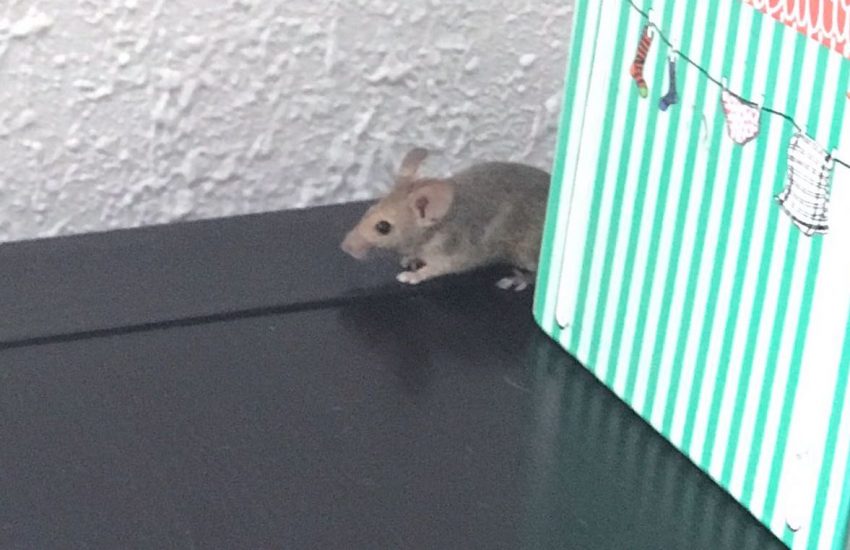 Un dels ratolins, fotografiat pels veïns / ARXIU
