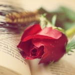 Rosa de Sant Jordi / ANNA - Flickr