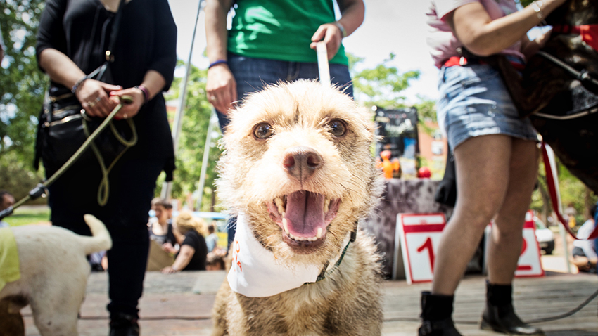 Festa dels animals / AJUNTAMENT DE BARCELONA