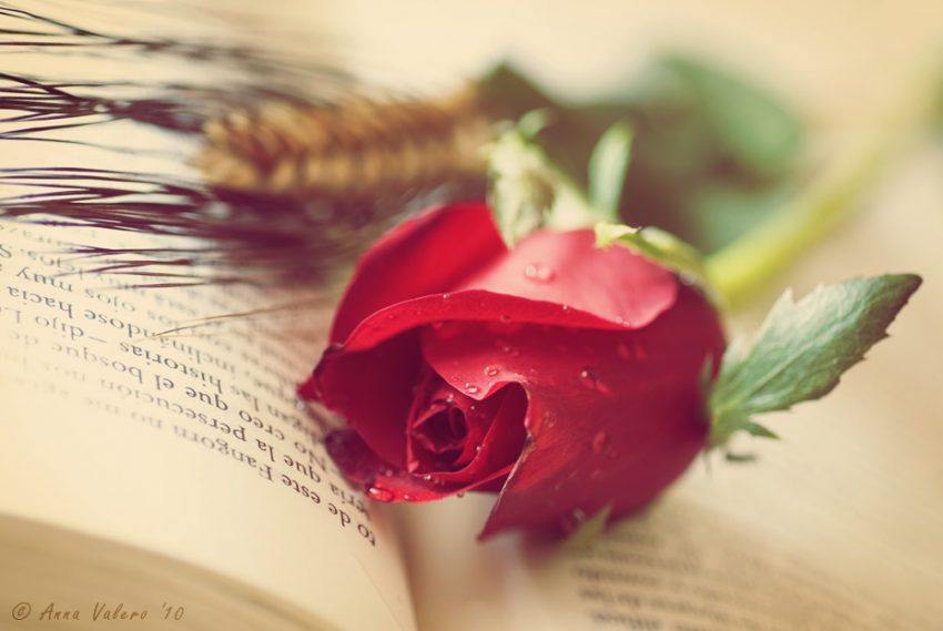 Rosa de Sant Jordi / ANNA - Flickr