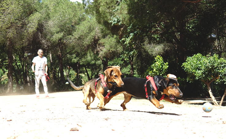 Gossos corren rere una pilota al Parc de la Pegaso / DGM