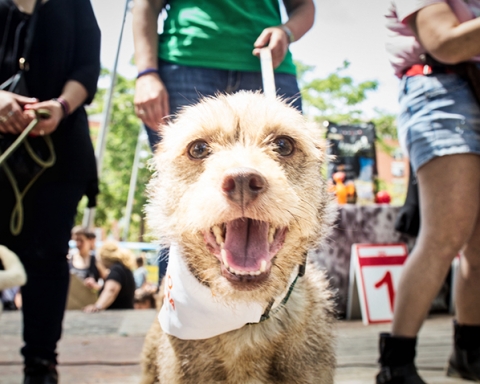 Festa dels animals / AJUNTAMENT DE BARCELONA